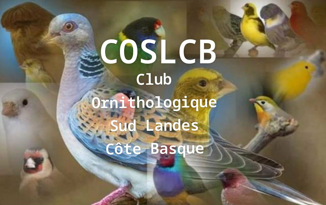 Club Ornithologique Sud-Landes Côte Basque