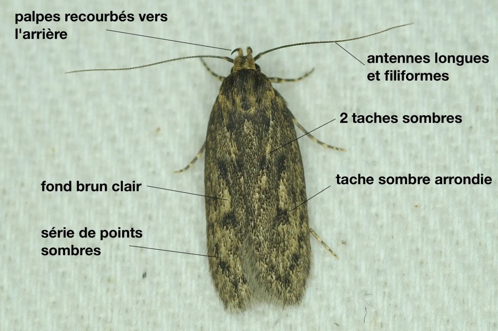 Hofmannophila pseudospretella adulte.