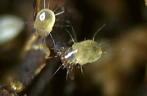 Tyrophagus putrescentia.