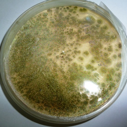 Culture d’Aspergillus Flavus dans une boite de pétri.