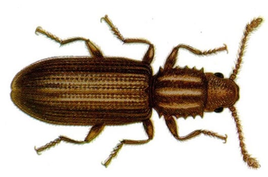 Le cucujide dentelé des grains.