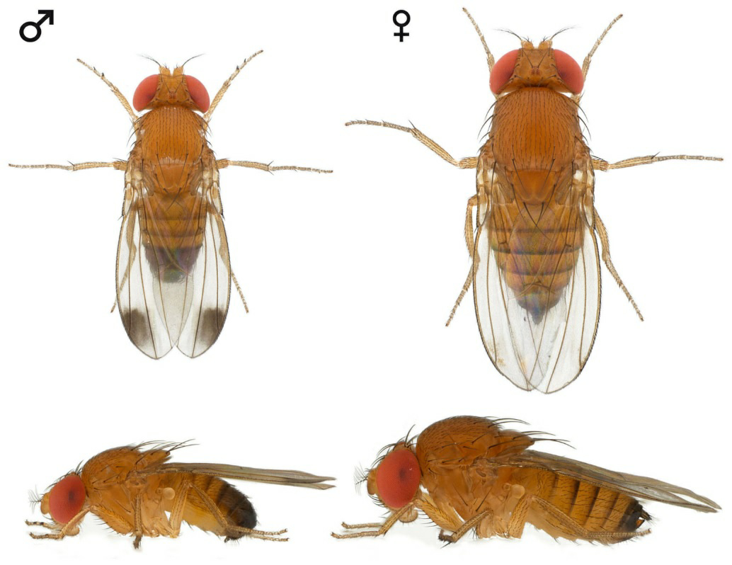 La mouche drosophile.