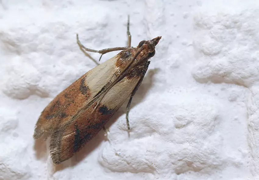 Une Teigne de la farine (Ephestia kuehniella).