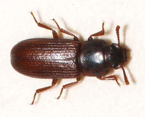 Un tribolium brun de la farine.