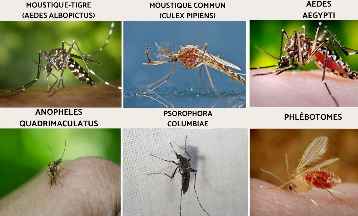 Les différents types de moustiques.