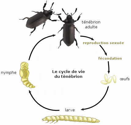 Les différents stades du ver de farine.