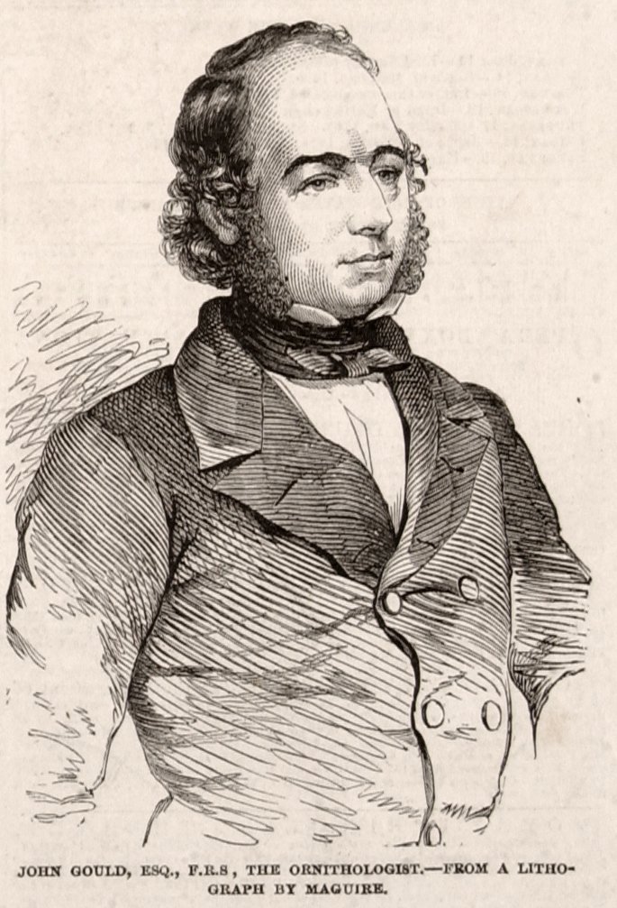 John Gould