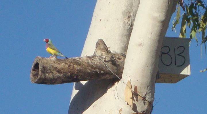 Nid Artificiel pour Diamant de Gould